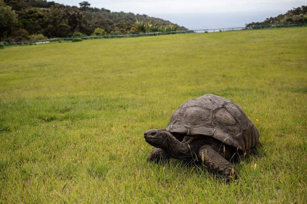 jonathan the tortoise saint helena
