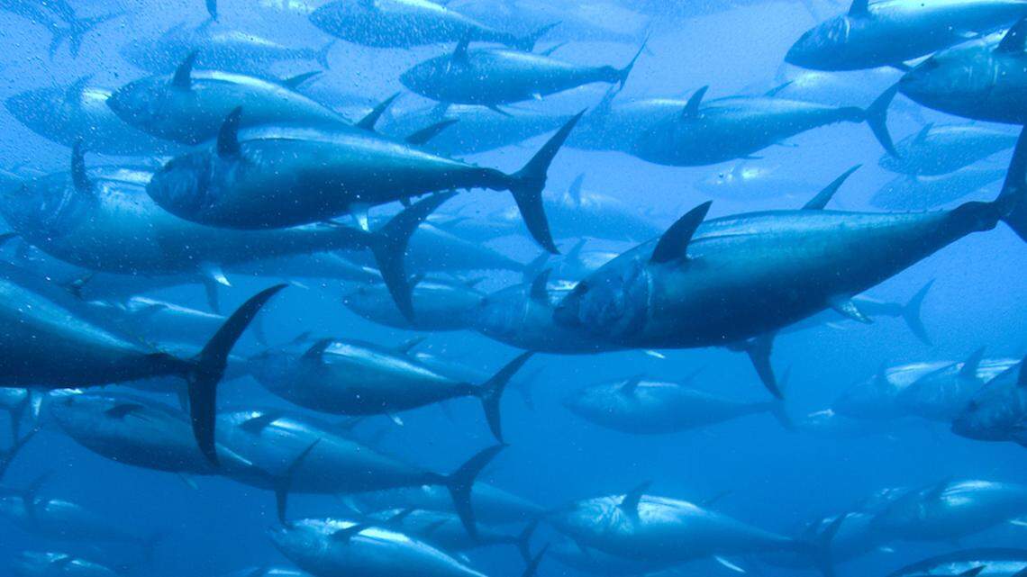 Proper management techniques will help Florida sustain its fisheries, such as this one of bluefin tuna.