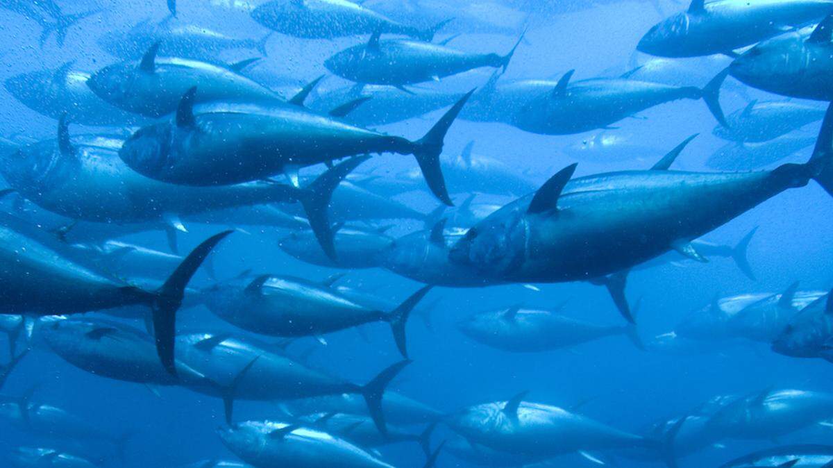 Proper management techniques will help Florida sustain its fisheries, such as this one of bluefin tuna.