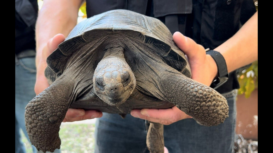 This is the juvenile Galapagos tortoise that survived and was returned to the St. Augustine Alligator Farm Zoological Park in northeast Florida, officials said.
