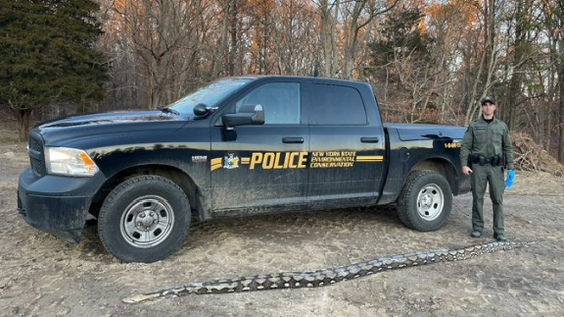 A New York wildlife officer’s observation of a strange “ball” on the side of the road led to the discovery of a 14-foot invasive snake, according to NY Department of Environmental Conservation.