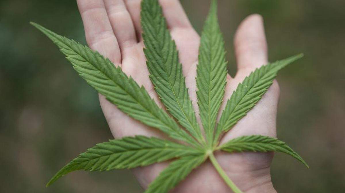 Florida Supreme Court is hearing a challenge to the state’s “vertical integration” laws regulating the cannabis industry.