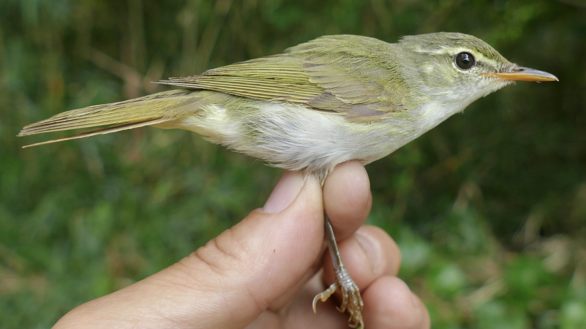 A Tokara Leaf Warbler