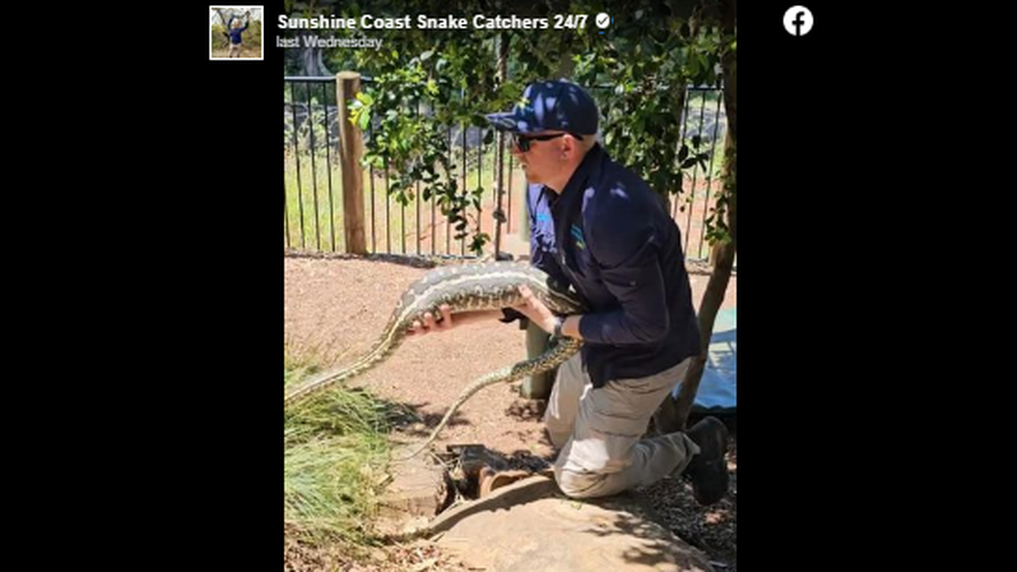 Carpet pythons reach more than 13 feet in length, but one captured in Queensland, Australia, is getting attention for girth after it swallowed something the size of a human arm.