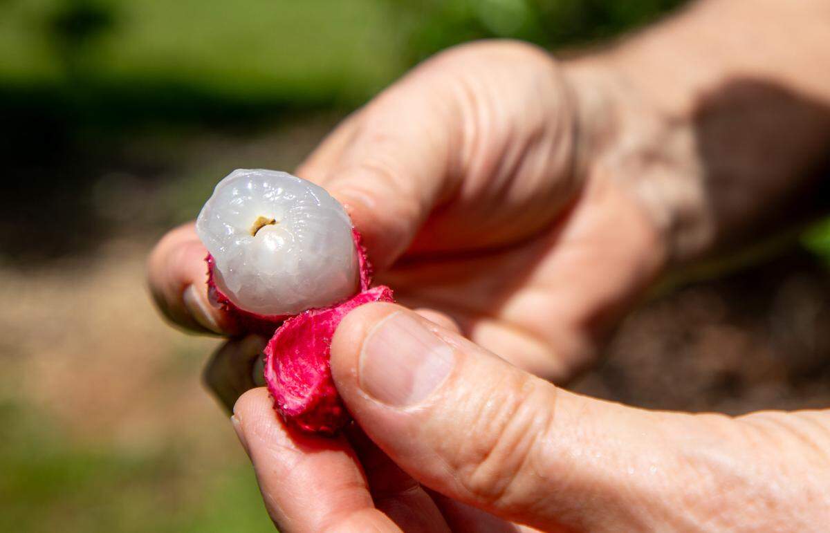 Under the rough, textured lychee skin is a juicy, sweet flesh that surrounds a seed.