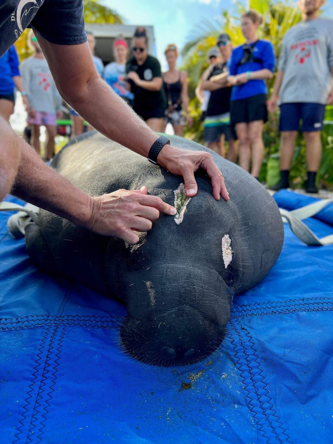 Manatees released back into the wild in Florida Keys | Miami Herald