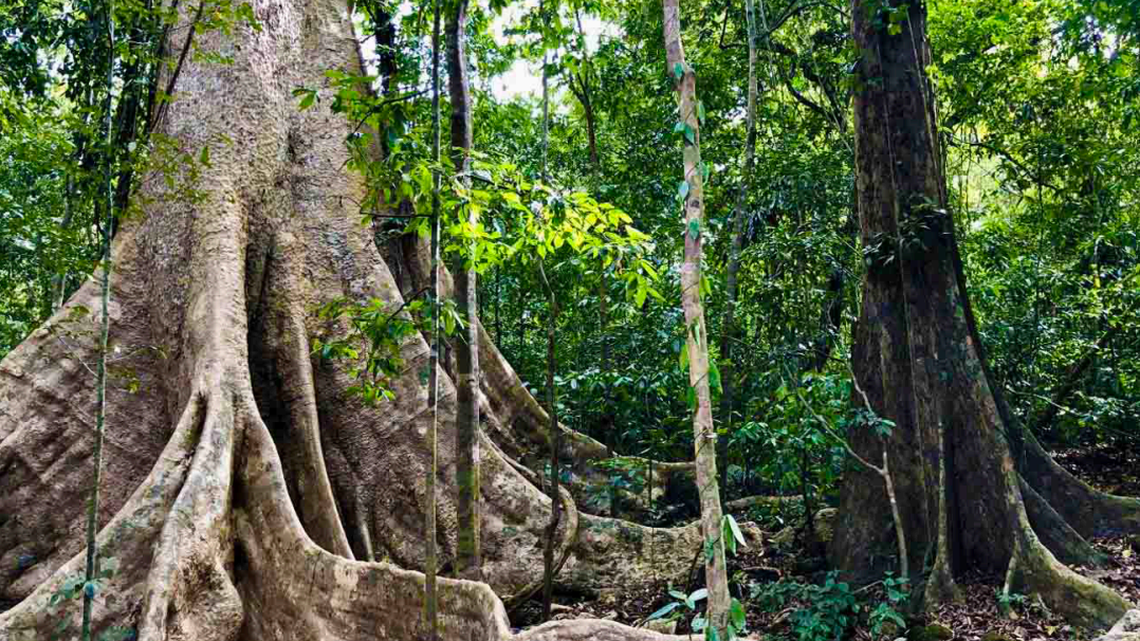 Scientists surveying Cat Tien National Park found a “secretive” animal at dusk and discovered a new species, the study said.