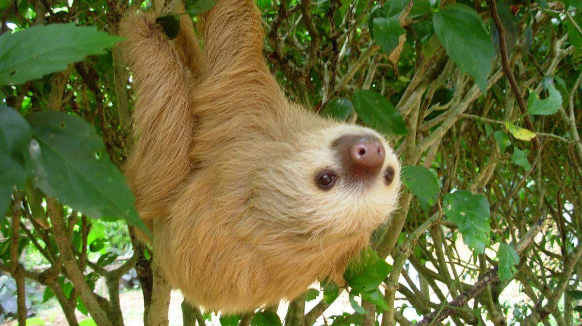 A two-toed sloth hangs from a bush at the Jaguar Rescue Center near Puerto Viejo, Costa Rica. (Melissa Allison/Seattle Times/MCT)