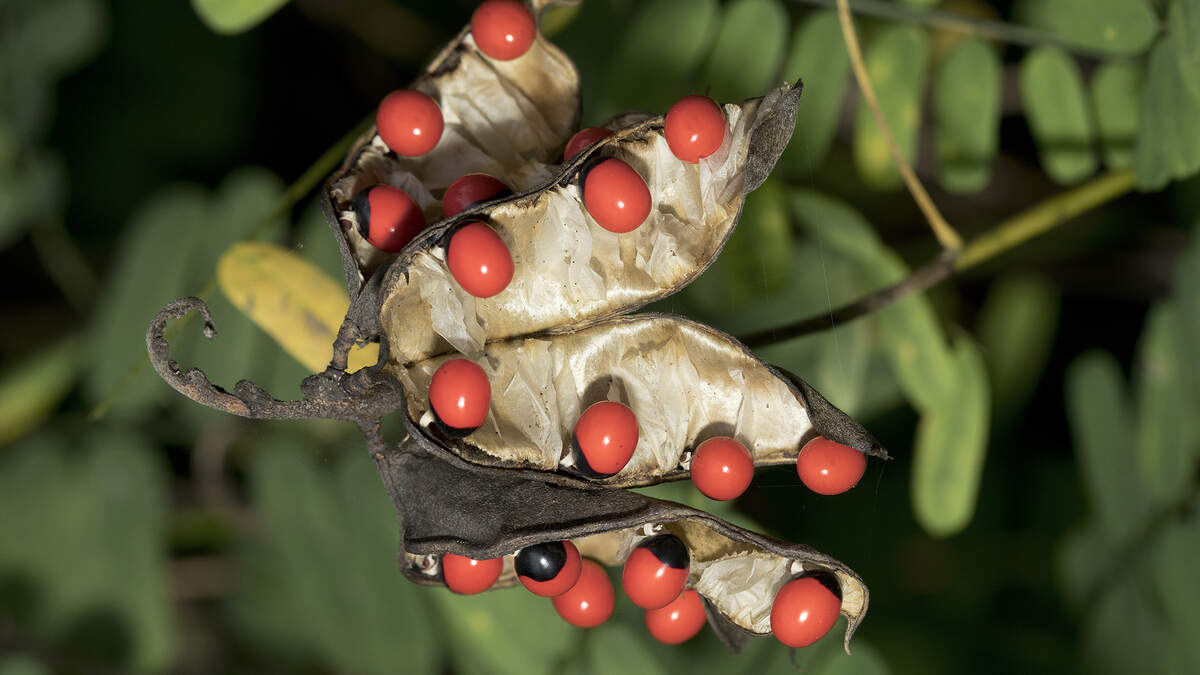 Watch out for rosary pea; it’s toxic for pets and people.