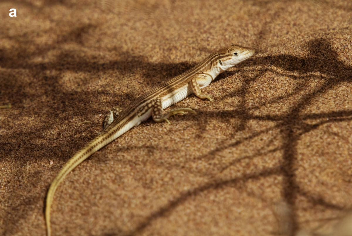 An Eremias pseudofasciata, or false striped racerunner lizard, on a sand dune.