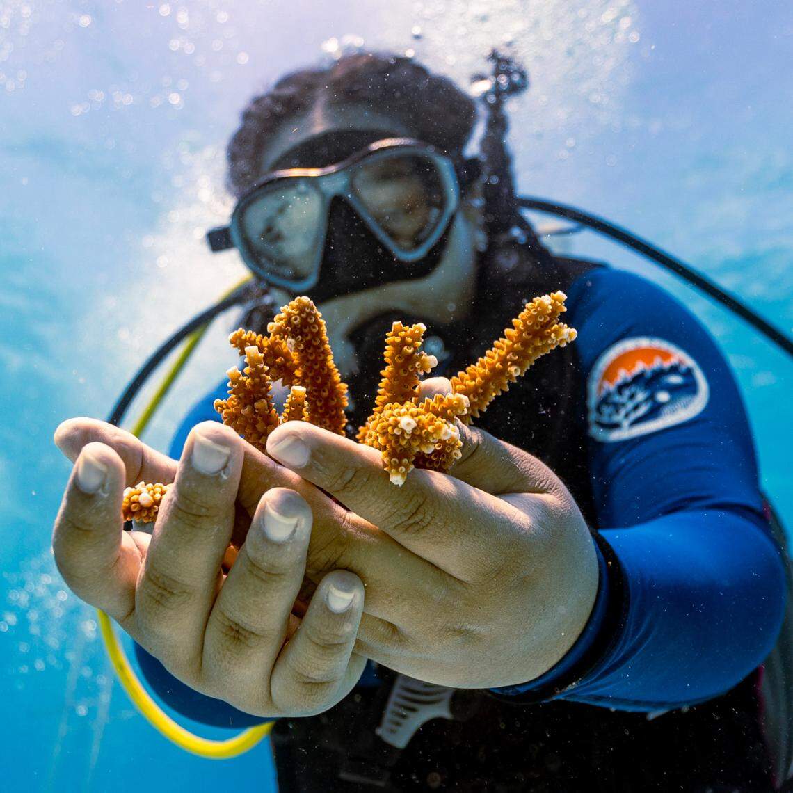 A University of Miami Rosenstiel School scientist collects healthy coral from the Paradise Reef nursery before being planted on an adjacent reef during a Rescue A Reef coral restoration dive out of Diver’s Paradise dive shop located at Crandon Marina in Key Biscayne, Florida, on Friday, August 4, 2023. Rosenstiel School scientists are working to establish a new restoration research site off Miami to identify and better understand the heat tolerance of certain coral species and genotypes during bleaching events like this.