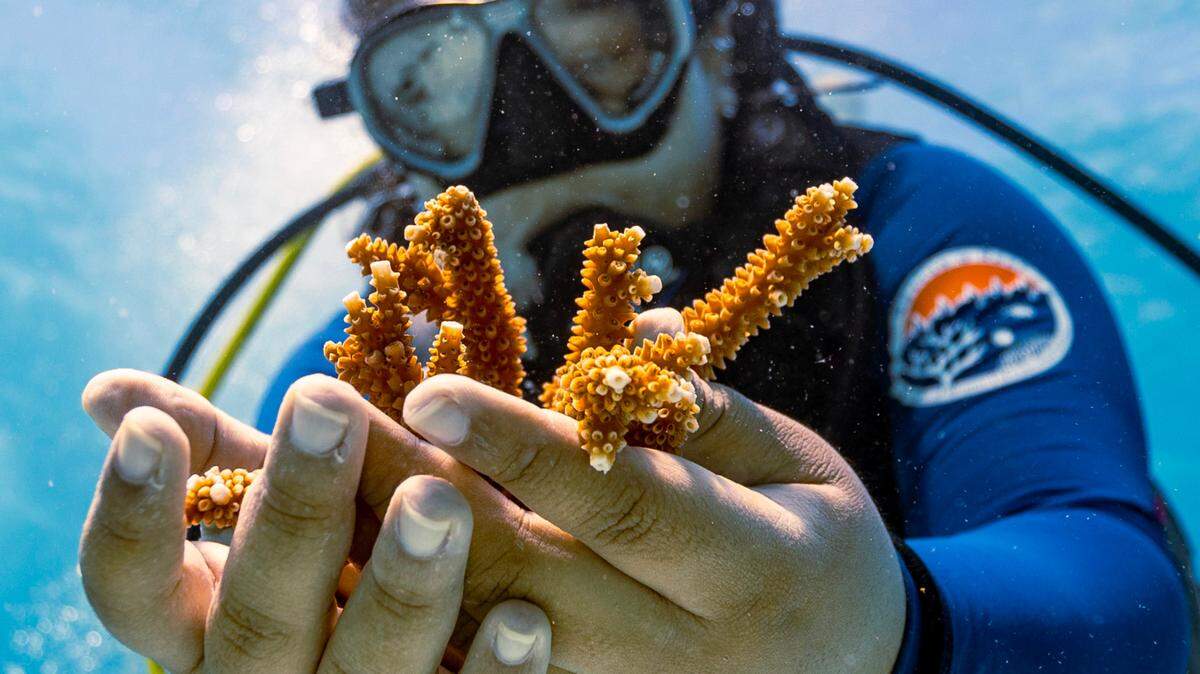 In 2023, a University of Miami Rosenstiel School scientist collects healthy coral off Key Biscayne as part of an research effort to better understand the heat tolerance of certain coral species and genotypes during bleaching events.
