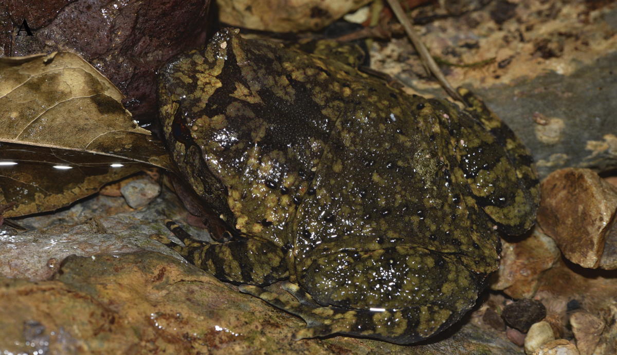 The toad can be identified by its “enormous” head that makes up a significant amount of its total body size.