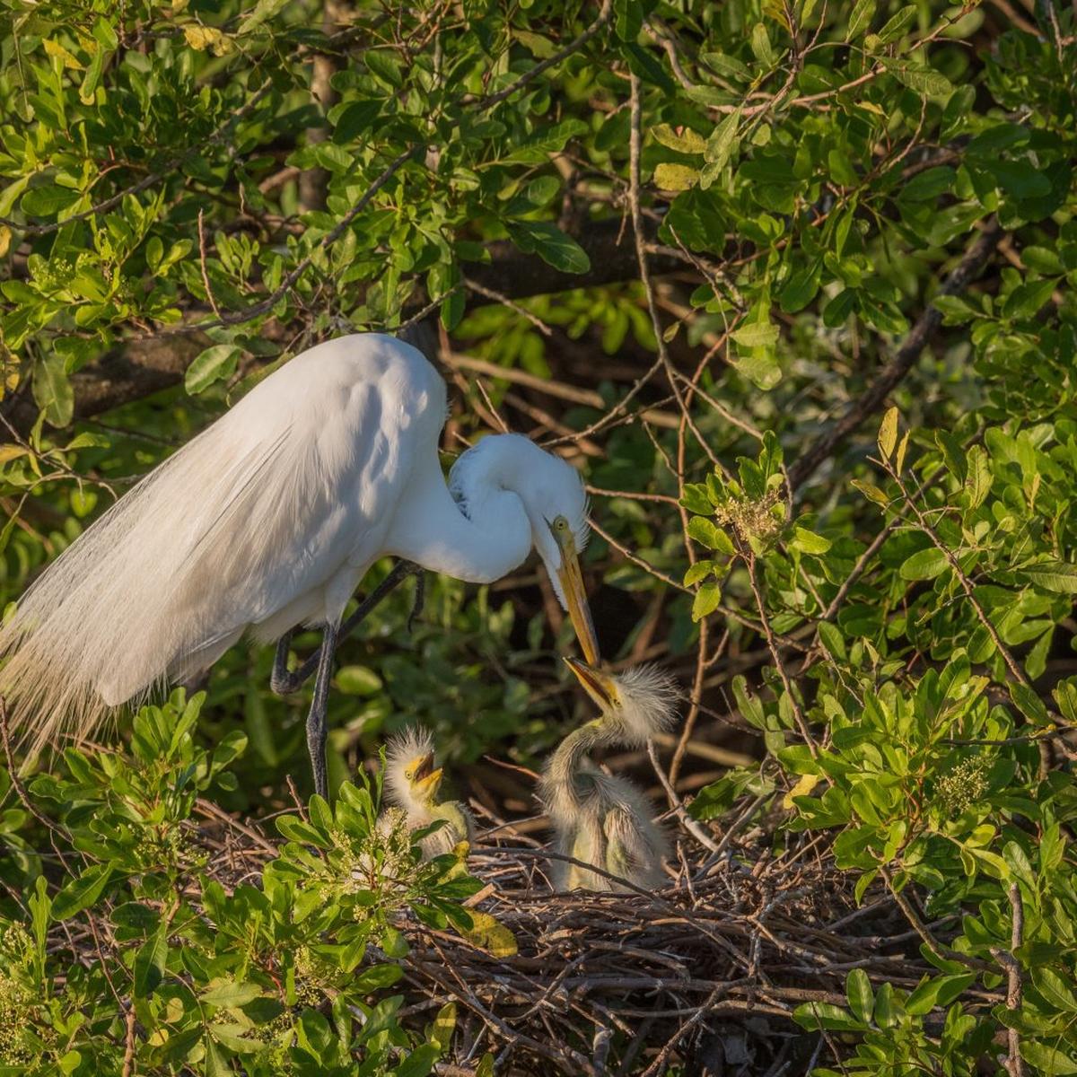 A great egret with hatchlings at the bird rookery at the old Calusa golf course in Kendall.