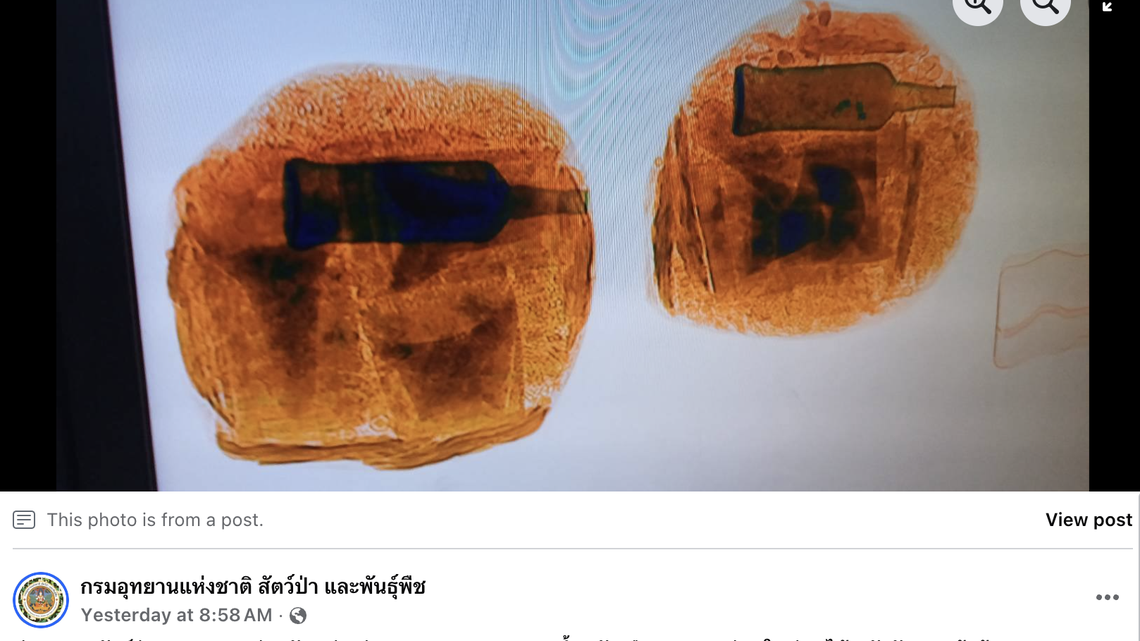 Suspicious shapes in packages of a traveler coming from Angola led officials to rare items.