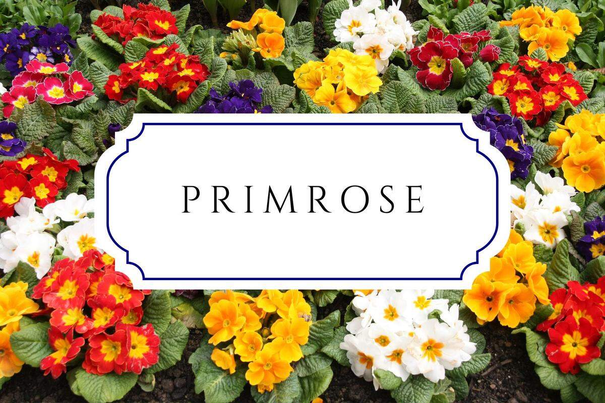 names that mean flower primrose