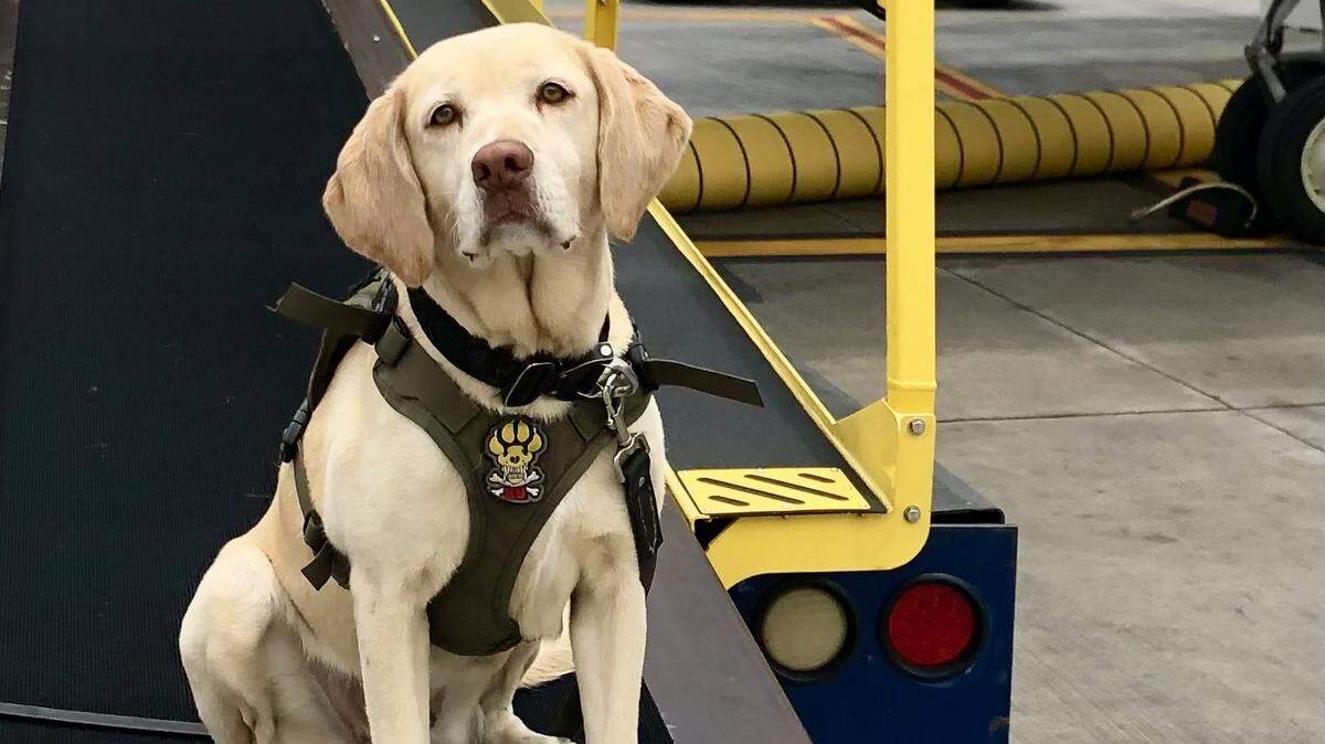 Miami-Dade Sheriff’s Office K-9 Roxi dies after injuries sustained when the car she was riding in was hit during a police chase in a drug bust, the sheriff’s office said Monday, Feb. 3, 2025.