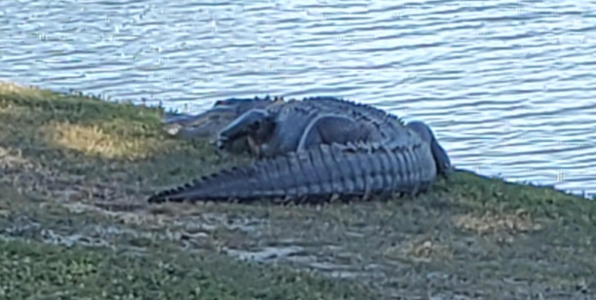 Charlie the alligator at Coral Oaks Golf Course in Cape Coral, Florida