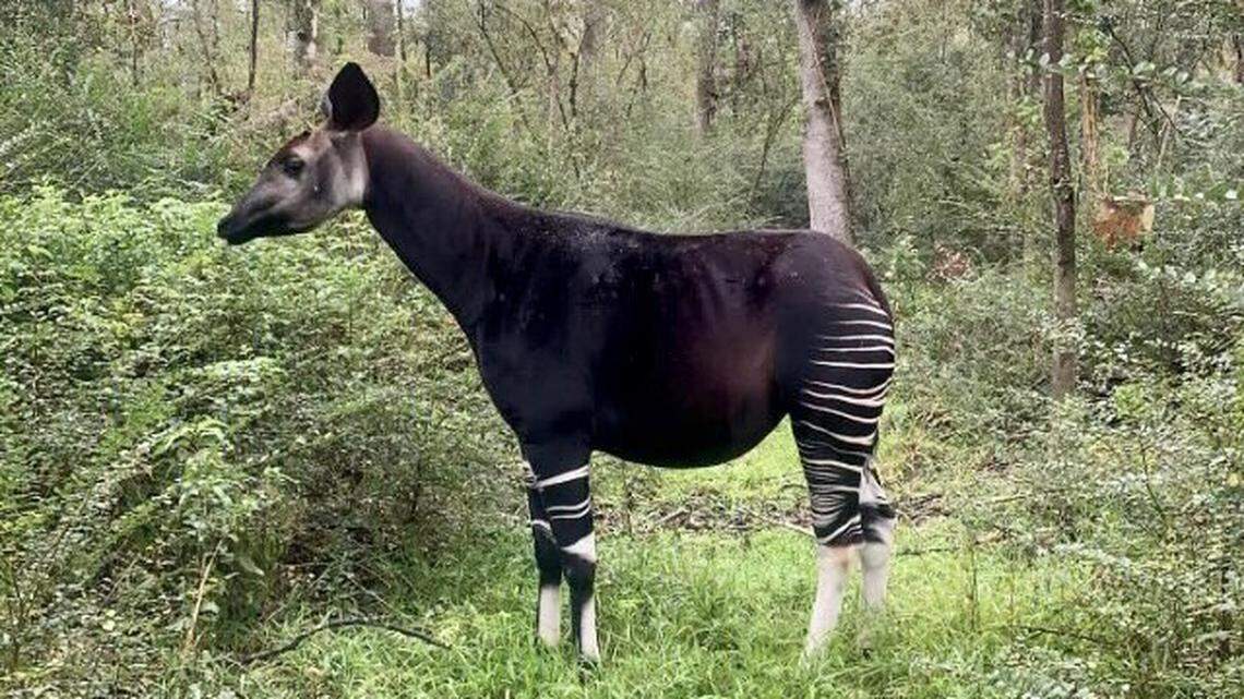 A 4-year-old okapi is expected to give birth in July at a species survival center in Louisiana. (Photo: Audubon Nature Institute)