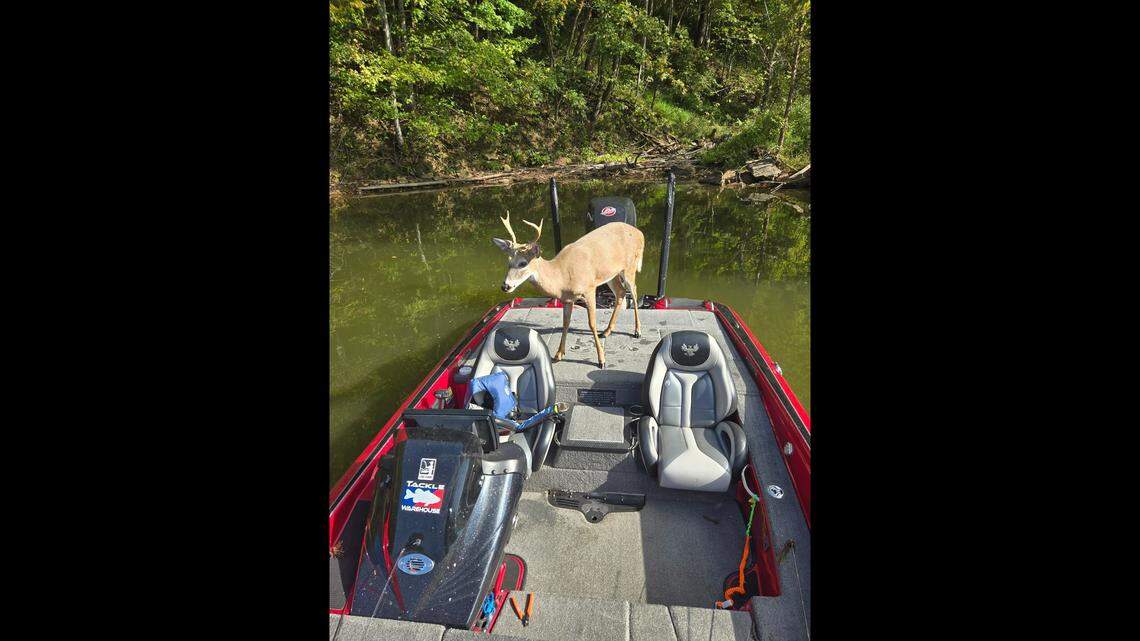 Surprised fisherman turns to see deer on his boat at tournament, WV photos show