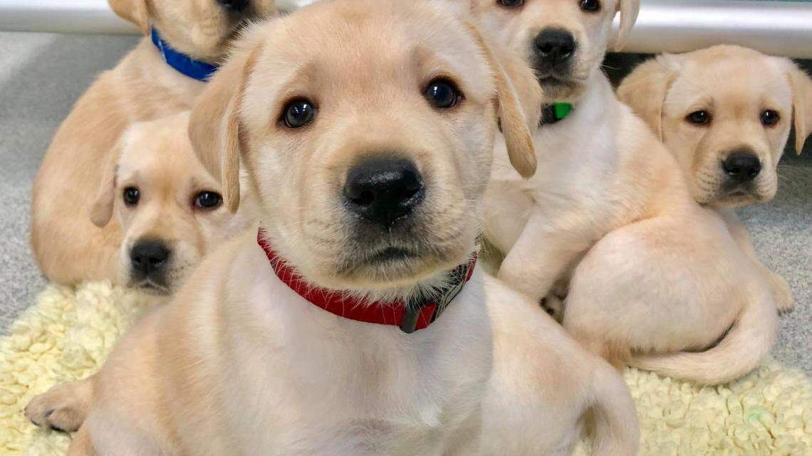 University of Arizona researchers found that puppies are born with social skills that help them connect with humans, with genetics playing a large role, according to a new study.