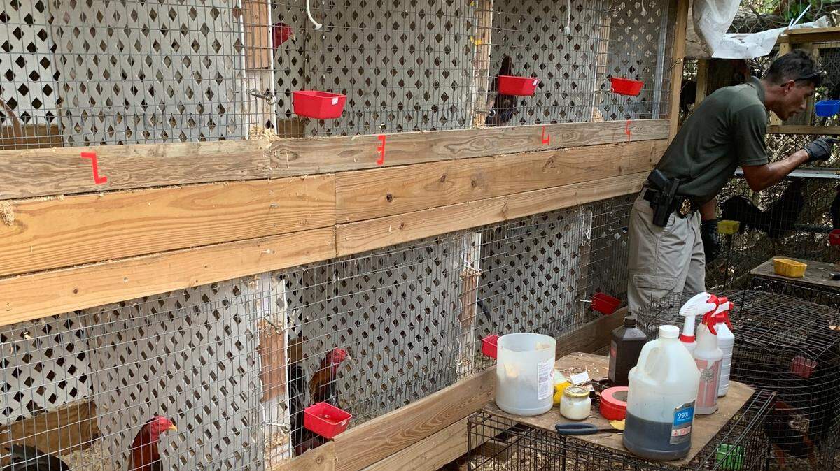 A Florida Keys man was arrested June 28, 2021, after deputies said they found a cockfighting operation on property he owns on Rockland Key.