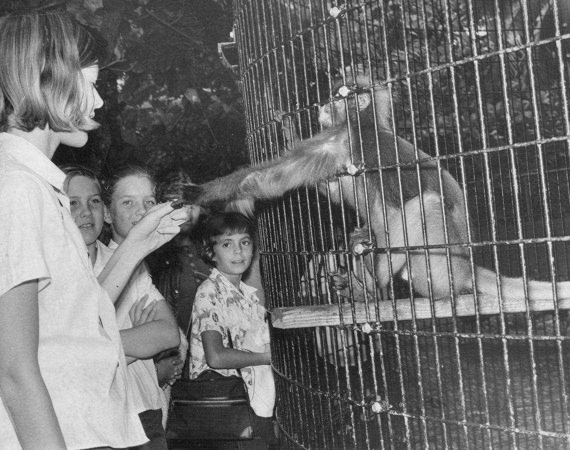Donna Foster age 14 of Miami Scouts feeding a Langur from South East Asia.
