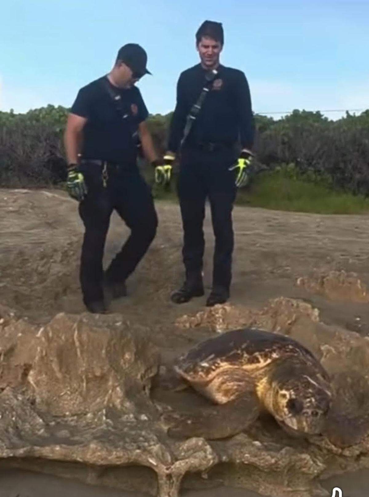Martin County Fire Rescue paramedics watch a loggerhead sea turtle make her way to the ocean after being rescued from being wedged in rocks on House of Refuge Beach Wednesday, July 16, 2025.