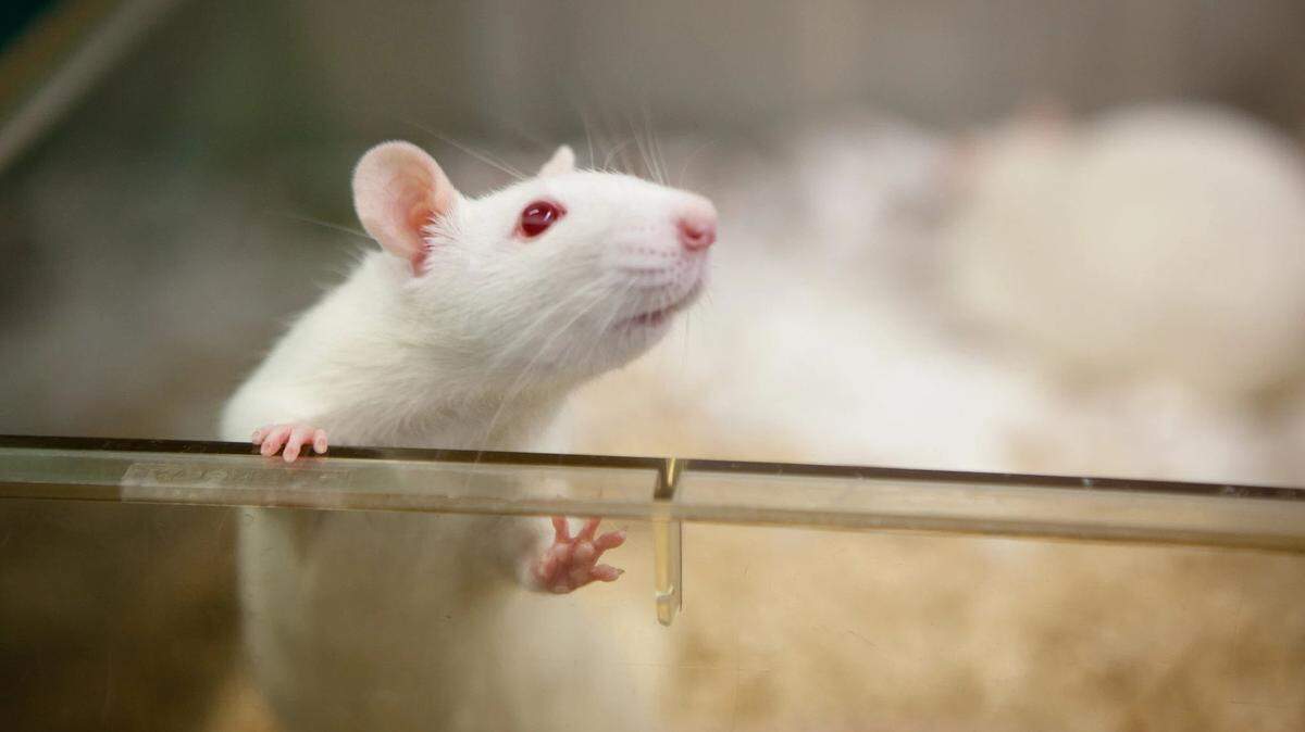 PETA critic of the National Institutes of Health says animal experimentation has failed to result in effective medications for humans.