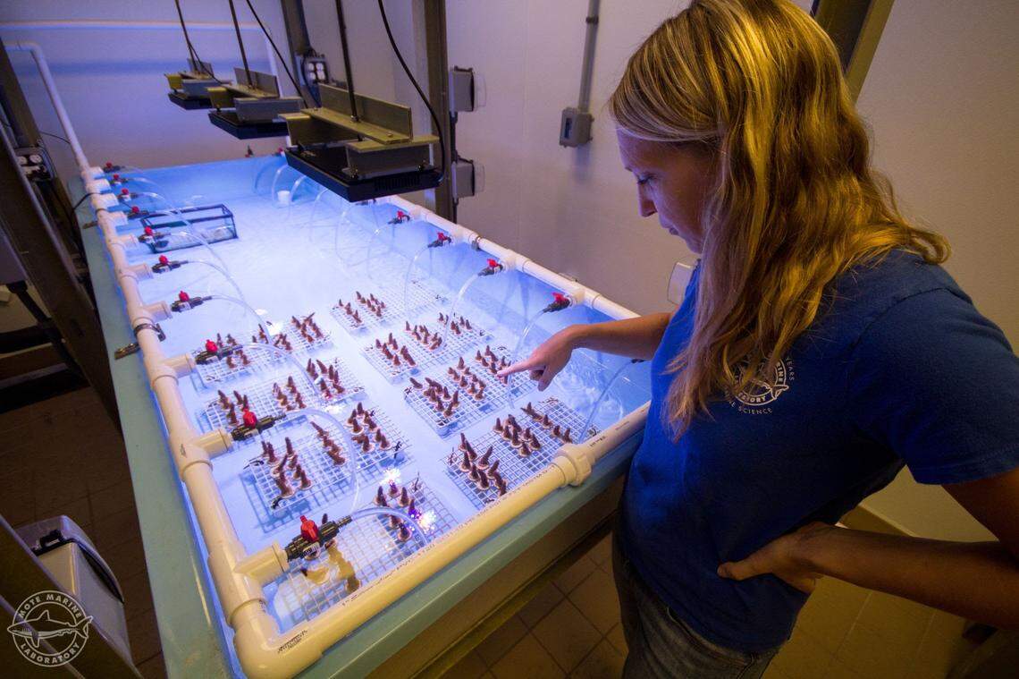 Erinn Muller, a senior scientist with the Mote Marine Laboratory & Aquarium, examines trays of growing coral.