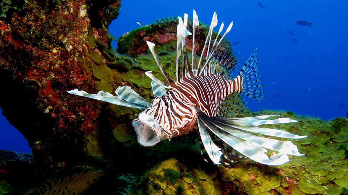 Lionfish gulp their food whole and will eat anything that fits inside their gaping mouths.