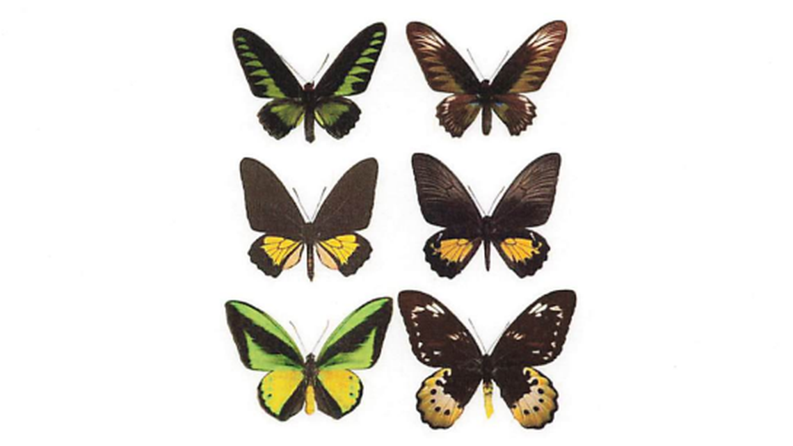 A man illegally smuggled dead insects, including protected butterflies into the U.S., federal prosecutors say.