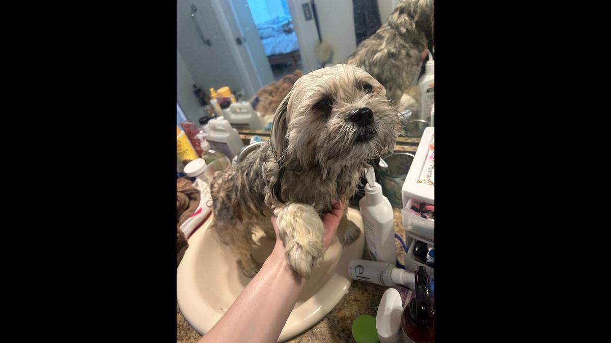 A dog owner opts to bathe her dog at home in the bathroom sink to avoid bringing her to a groomer. The dog owner made the decision following Miami-Dade Animal Services recommendations in November 2023 to avoid places like dog parks, groomers and boarding businesses to reduce the risk of exposure to a mysterious respiratory illness that has made dogs sick in other parts of the country. Three dogs died in December at Palm Beach County’s animal shelter.