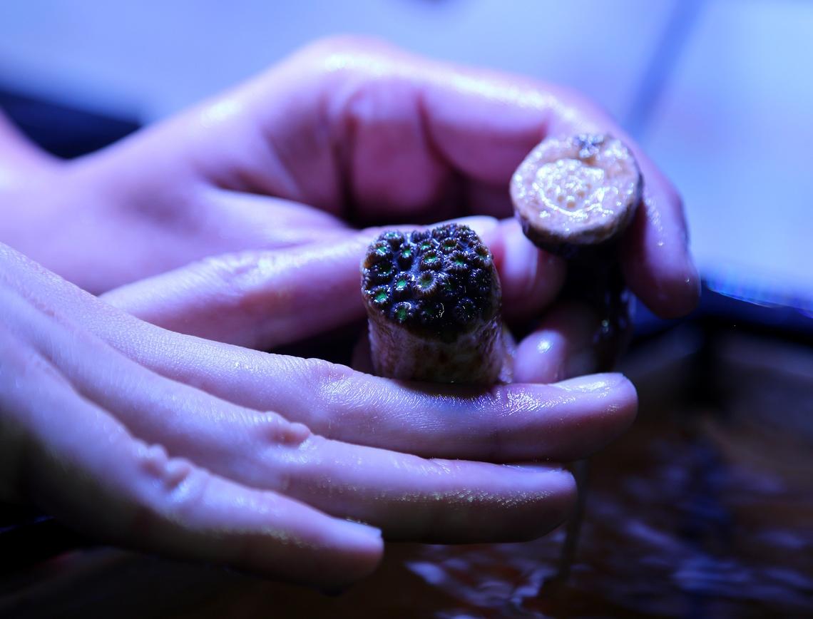 Liv Williamson, a coral researcher at UM Rosenstiel School, displays an adult mountainous star coral (left) and a young one being raised at the Coral Reef Futures Lab on Wednesday November 20, 2019.