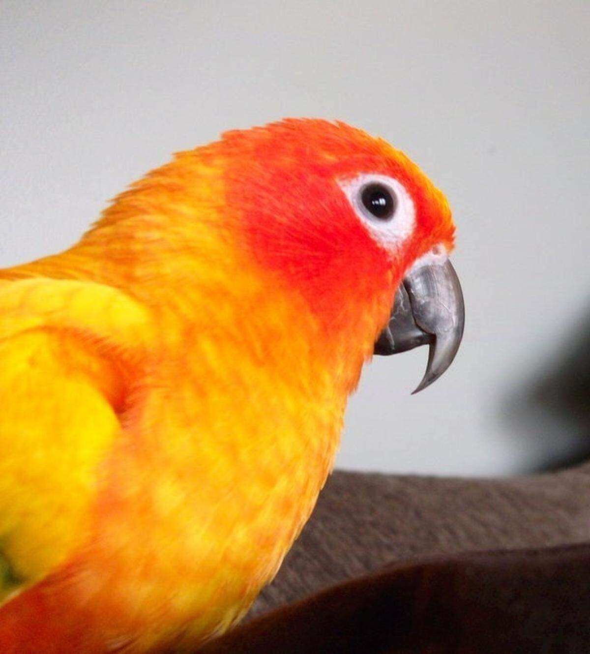 The stolen parrot was a sun conure, known for its brilliant colors.