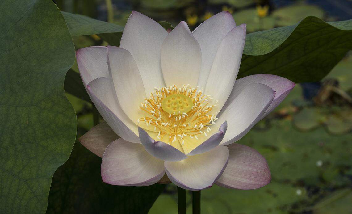 The sacred lotus flower is always mesmerizing.