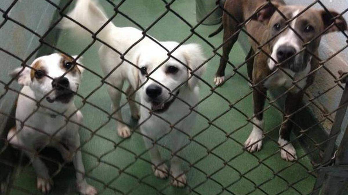 Miami-Dade voters approved The Pets’ Trust in a straw ballot, but the program never was implemented.