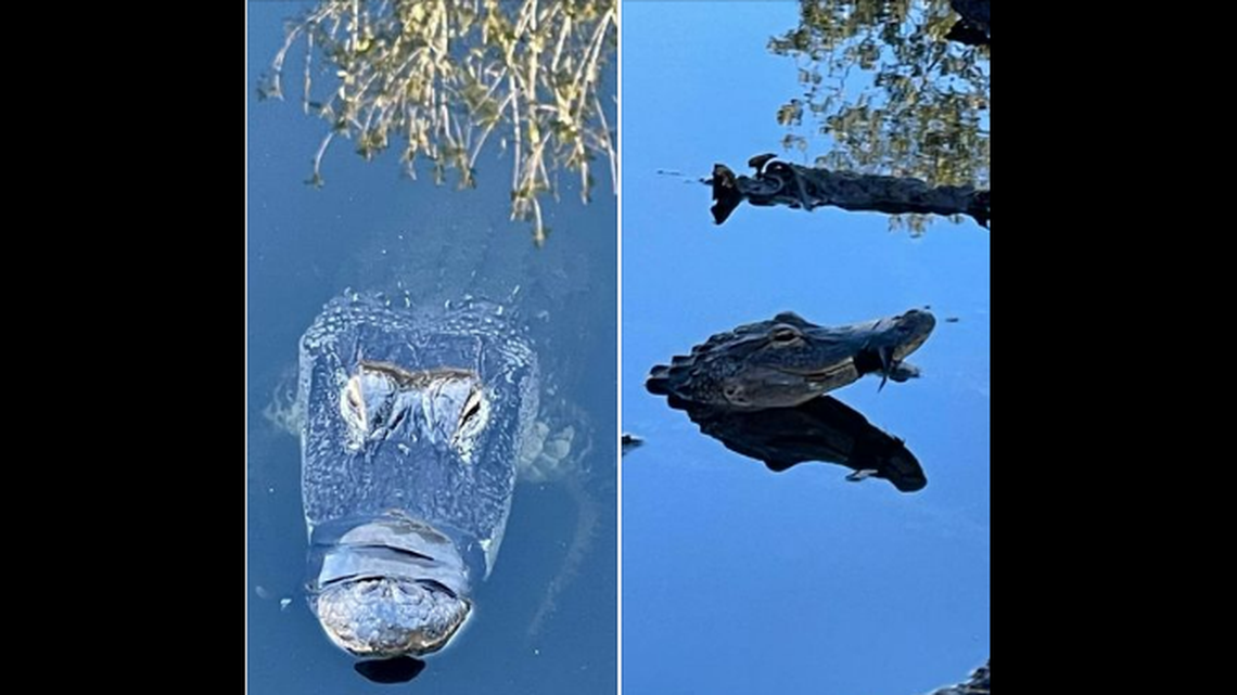 Amber Lock of Brandaon, Florida, reports neighbors noticed the alligator’s mouth was taped shut in December. It took more than 2 months to get help for the reptile.
