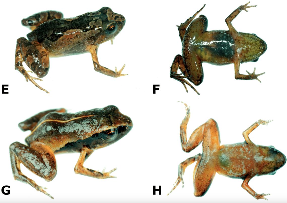 Males of the species have cooler tones on their bodies, but sport yellow legs.