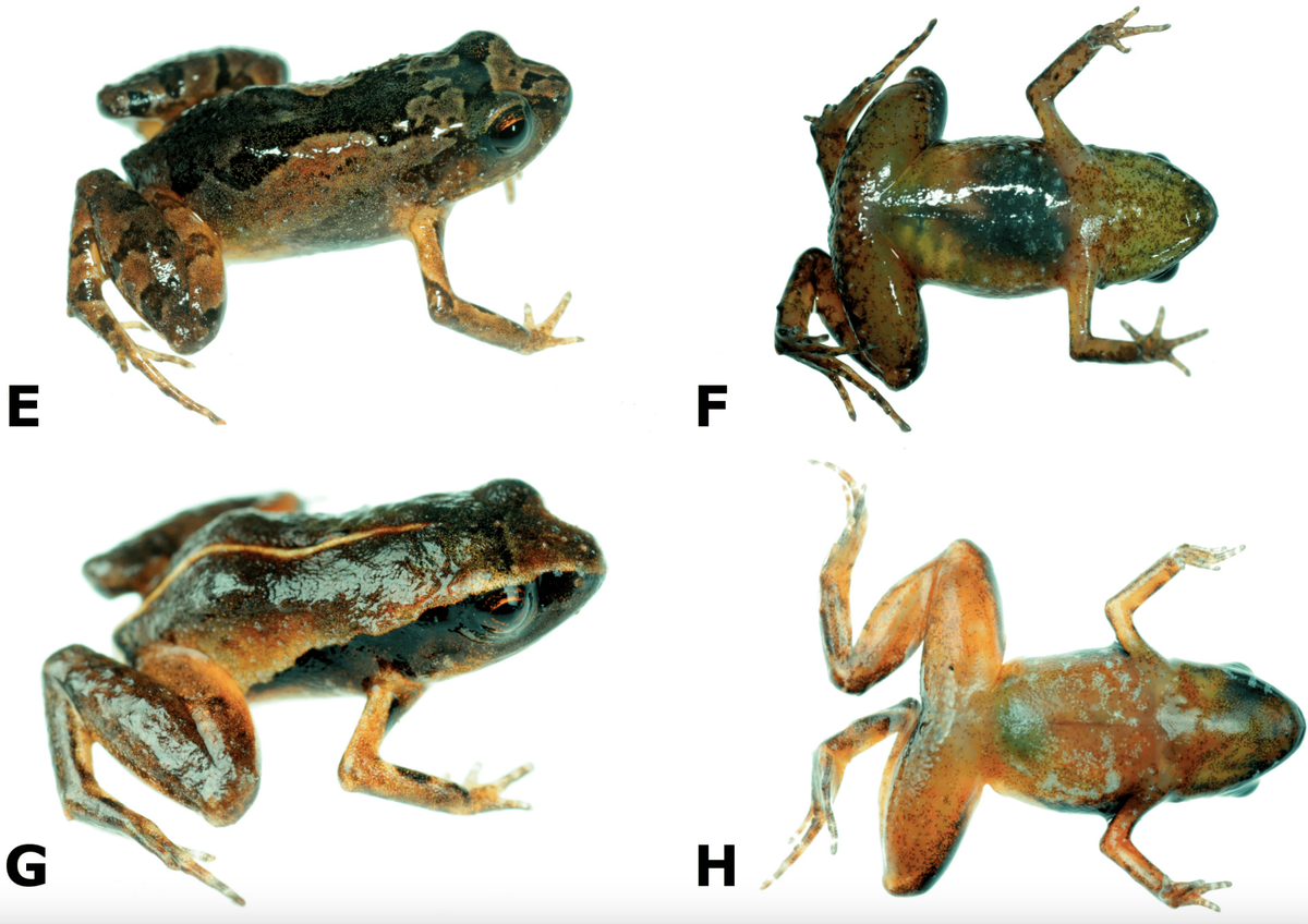 Males of the species have cooler tones on their bodies, but sport yellow legs.