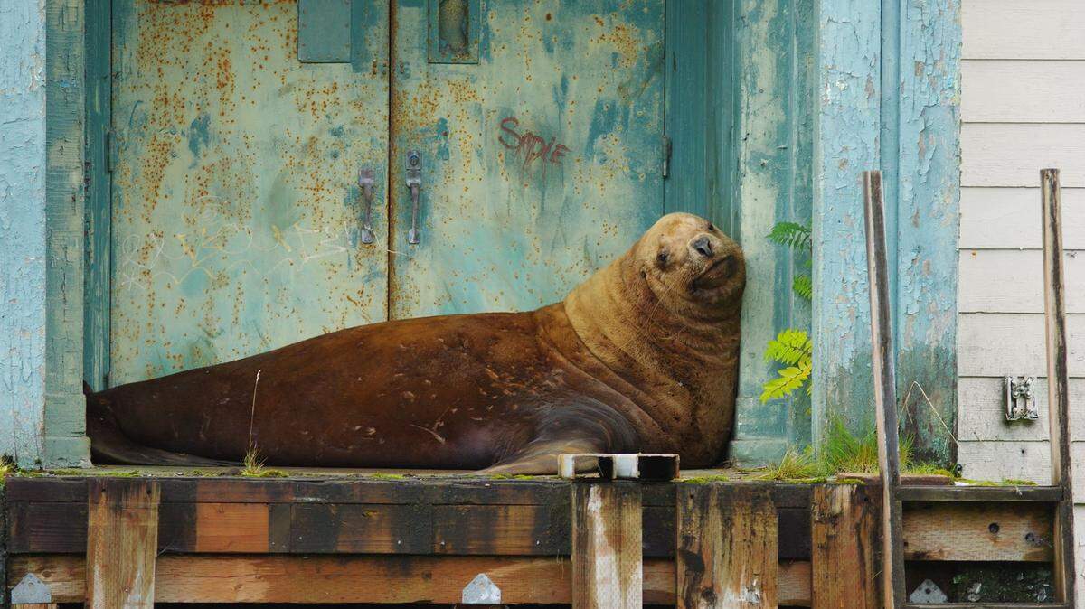 After four days confused and stranded on land, the Sitka, Alaska fire department and wildlife officials darted a sea lion with tranquilizer and carried it back to the ocean, where it was released.