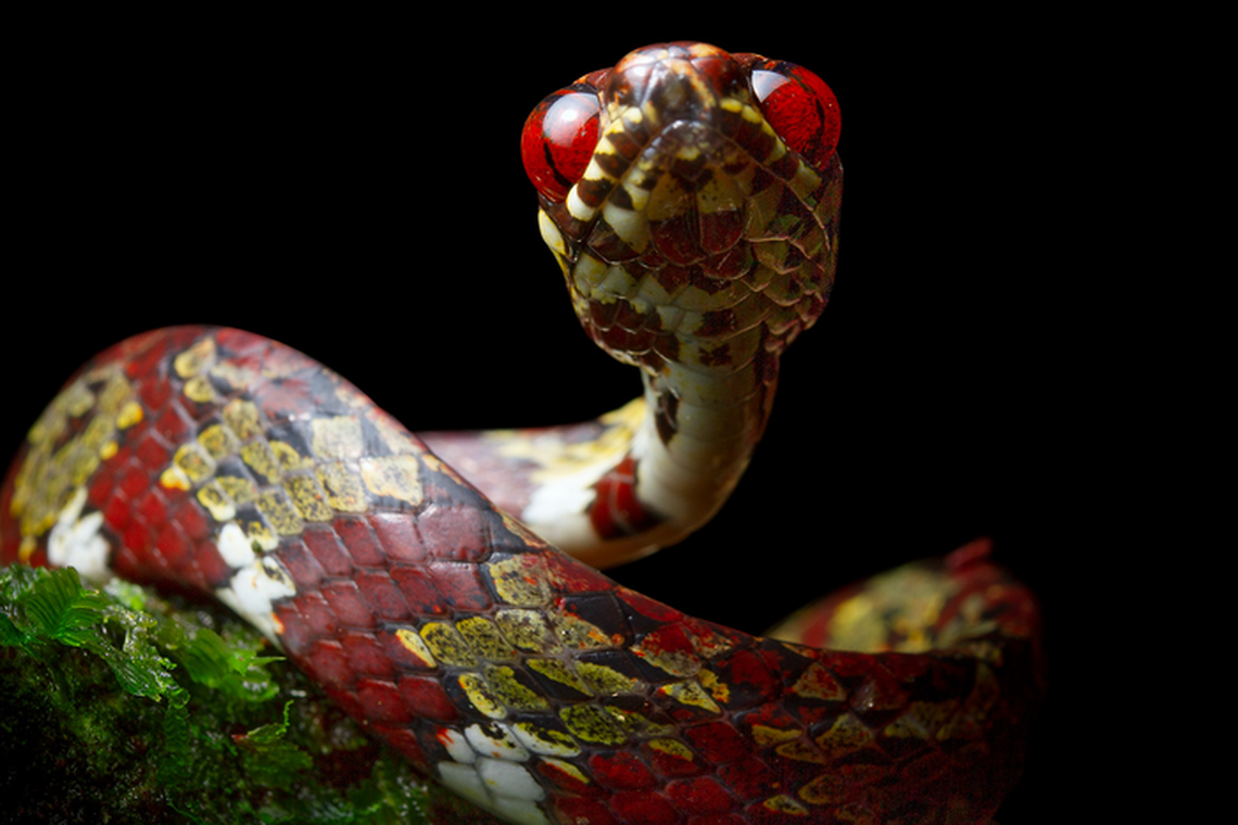 The Sibon canopy snake also known as canopy snail-eating snake.