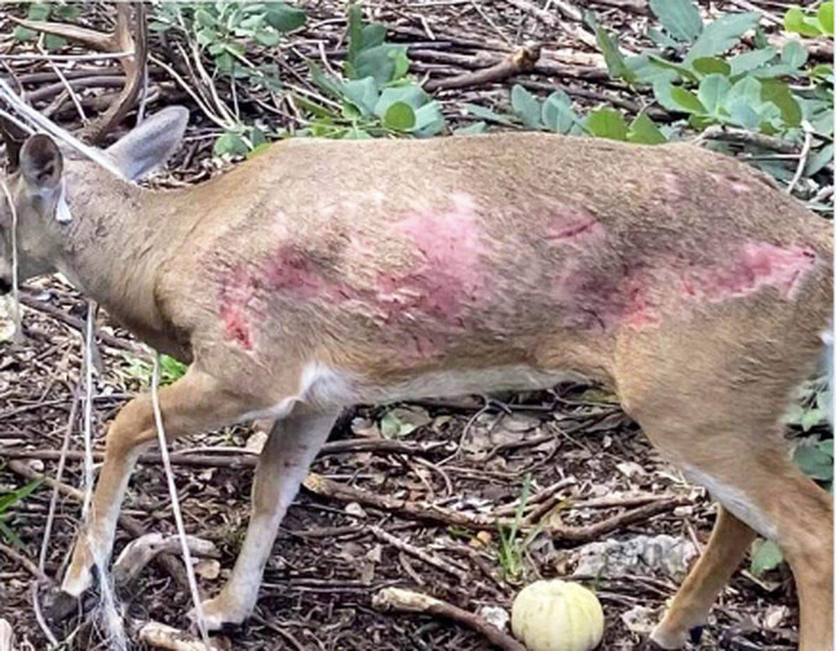 A key deer walks wounded through the woods of Big Pine Key on Nov. 9, 2022. The deer was shot to death on Nov. 16, 2022.