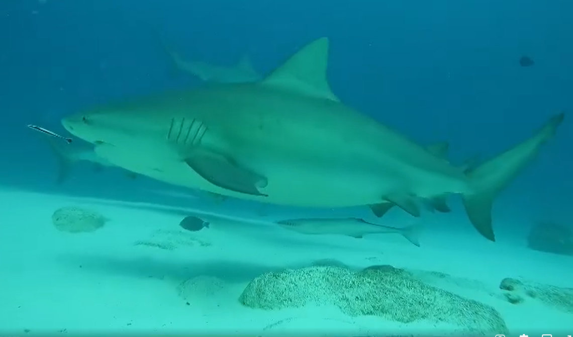 Bull sharks grow to about 11 feet and can weigh 500 pounds, according to the Florida Fish and Wildlife Conservation Commission.