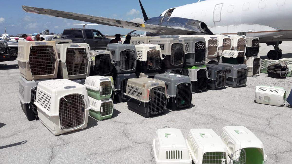 Nearly 100 dogs and cats died at the Humane Society of Grand Bahama during Hurricane Dorian, but the survivors were flown to Florida and New Jersey on Wednesday to be put up for adoption. A total of 83 dogs will be housed at Halo No Kill Rescue in Sebastian, Florida