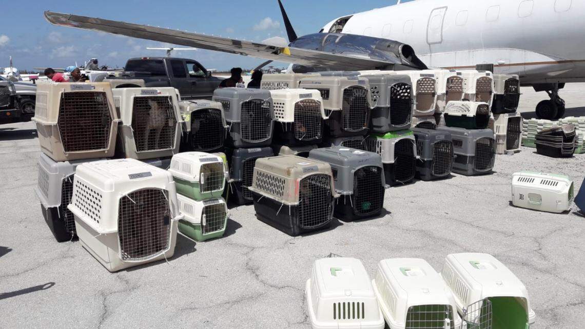 Rescued animals from the Bahamas coming to Bradenton