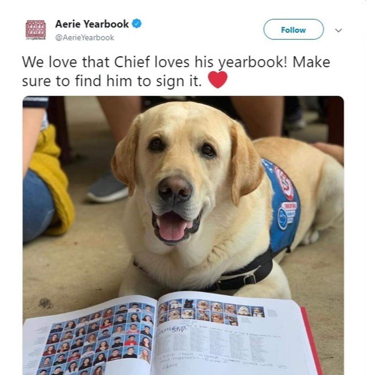 Fourteen therapy dogs were featured in the Marjory Stoneman Douglas High School yearbook.