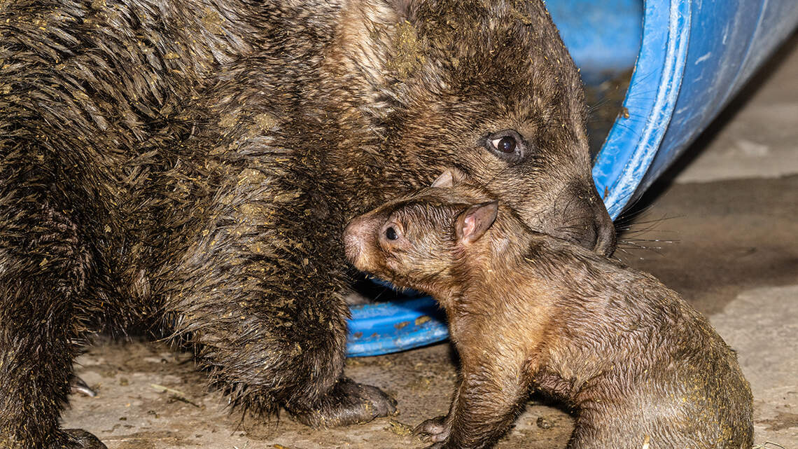 This big-eared, hairy newborn marks historic birth at Zoo Miami