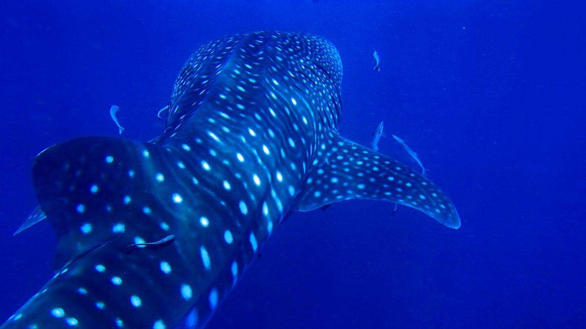 Whale shark