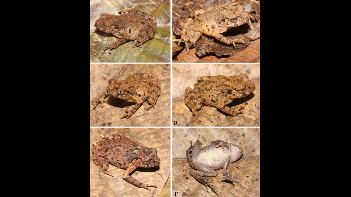 Researchers said the species can vary in size and color.